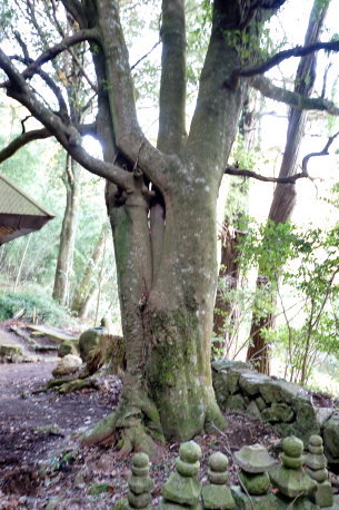 清水大師堂のモッコク