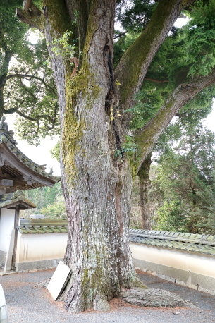 鳳翔寺の大ツガ