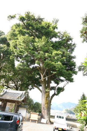 鳳翔寺の大ツガ
