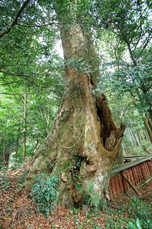 小長尾天神社のケヤキ