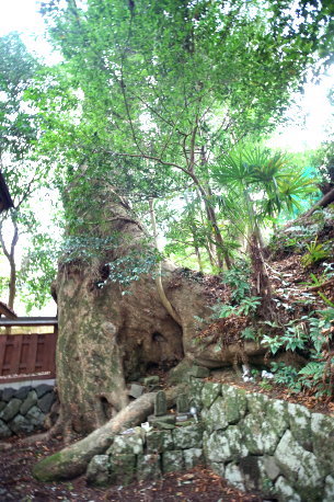 小長尾天神社のケヤキ