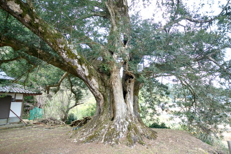 大福寺のカヤの木