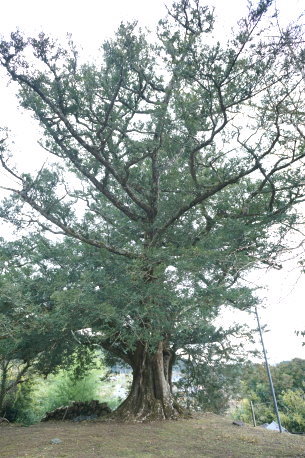 大福寺のカヤの木