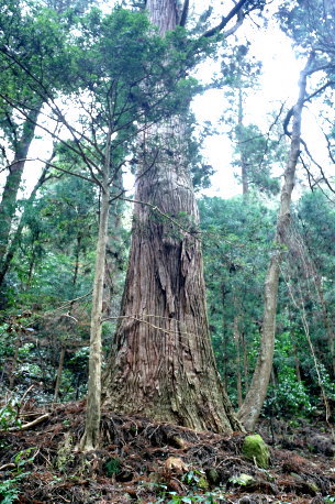 室生寺の杉