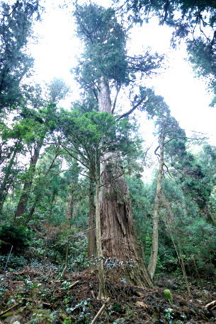 室生寺の杉