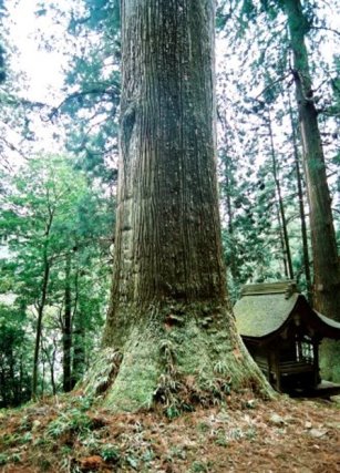 室生寺の天神杉
