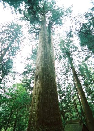 室生寺の天神杉