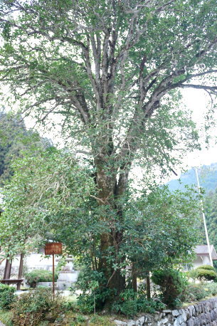 円覚寺のギンモクセイ