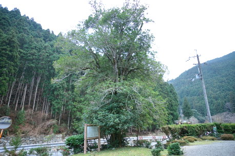 円覚寺のギンモクセイ