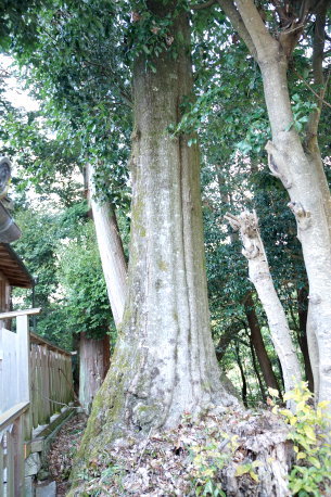 鵜山のボダイジュ