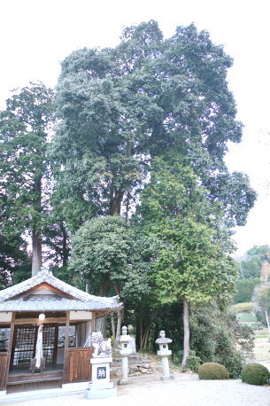 鵜山のボダイジュ