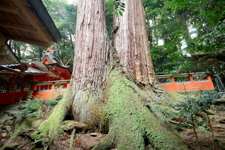 水越神社のスギ