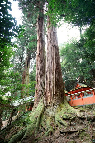 水越神社のスギ