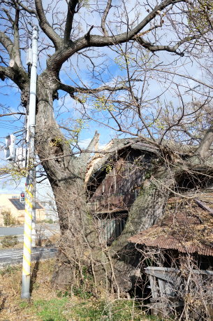 唐院のセンダン