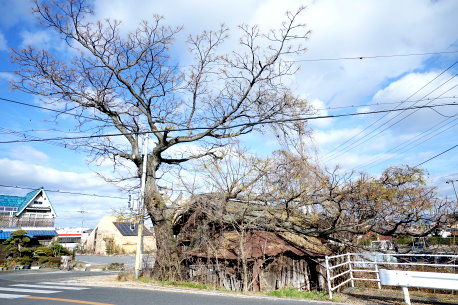 唐院のセンダン