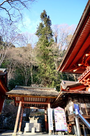 談山神社のコウヤマキ