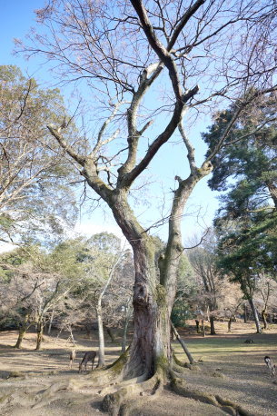 奈良公園のセンダン