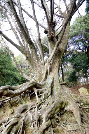 奈良公園のエノキ