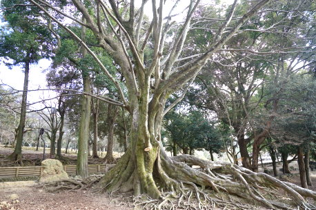 奈良公園のエノキ