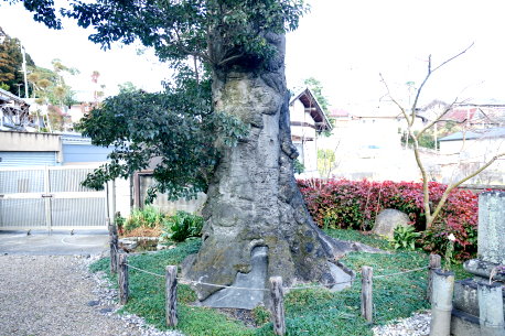 浄福寺のクロガネモチ