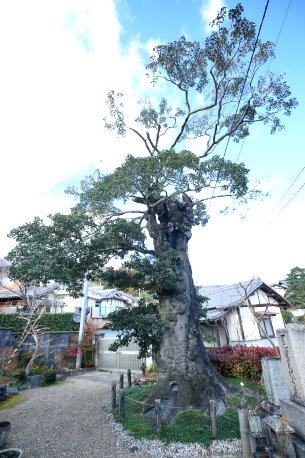 浄福寺のクロガネモチ