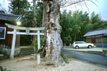 多太神社のムクロジ　No1