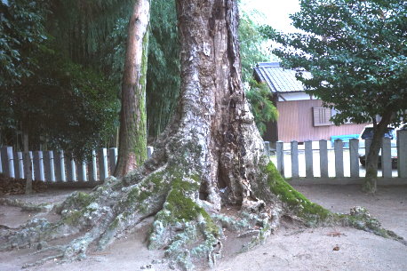 多太神社のムクロジ　No2