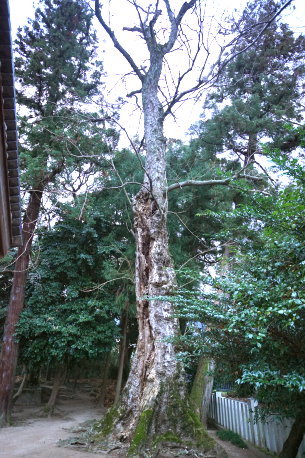 多太神社のムクロジ　No2