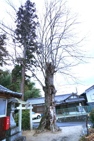 多太神社のムクロジ　No1