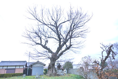 名柄のケヤキ