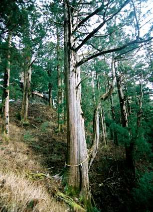 玉置神社の大杉