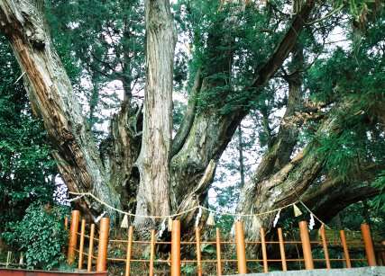 桜実神社の八ツ房杉