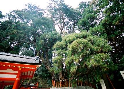 桜実神社の八ツ房杉