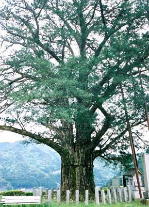 建屋のヒダリマキガヤ