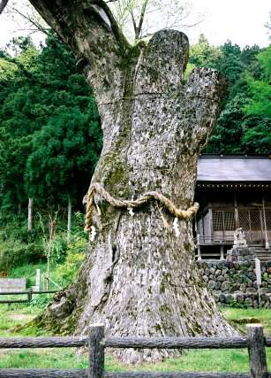 八代の大ケヤキ