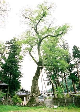 八代の大ケヤキ