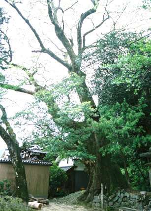 火魂神社の大ムクノキ