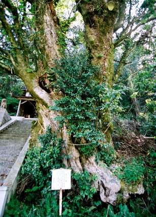 諏訪神社のタブノキ