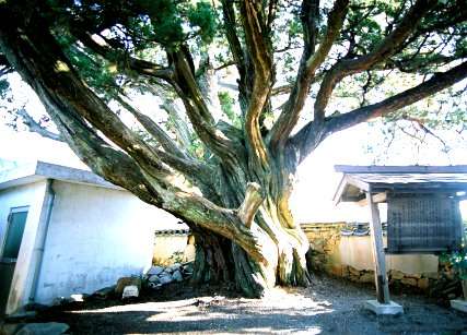 光専寺のイブキ