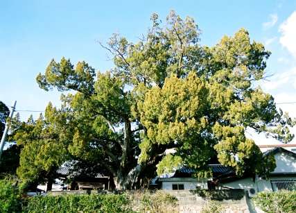 光専寺のイブキ