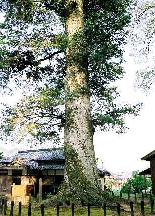 追手神社のモミ