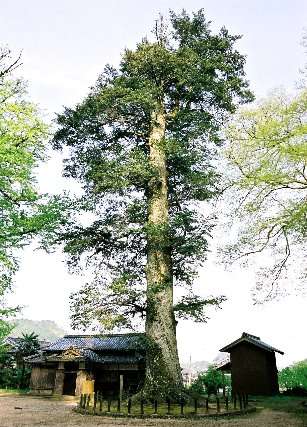追手神社のモミ