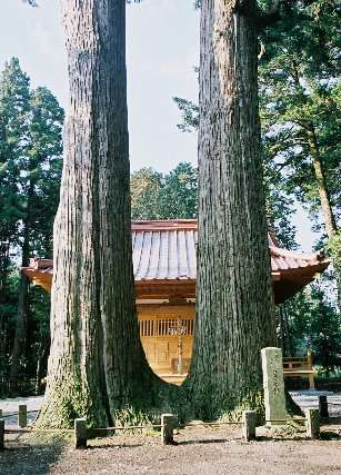 川柳浅間神社の芙桑樹