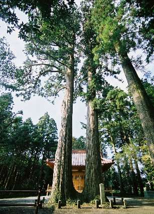 川柳浅間神社の芙桑樹