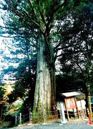 武速神社の将軍杉