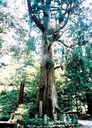矢頭の大杉 No1