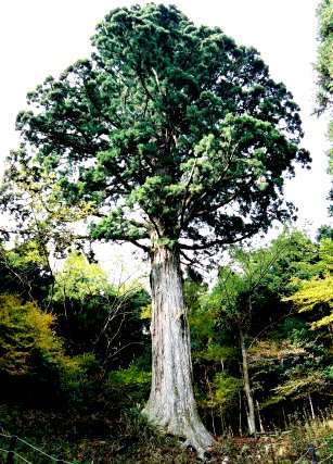 天城の太郎杉
