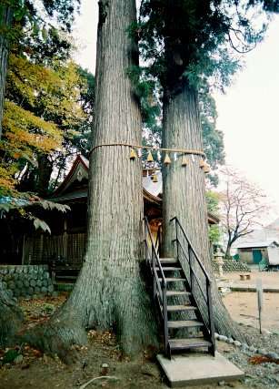 日枝神社のスギ