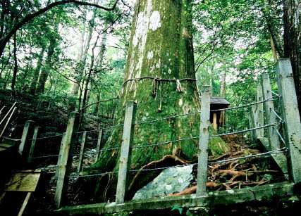 大杉神社の神木大杉
