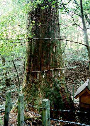 大杉神社の神木大杉